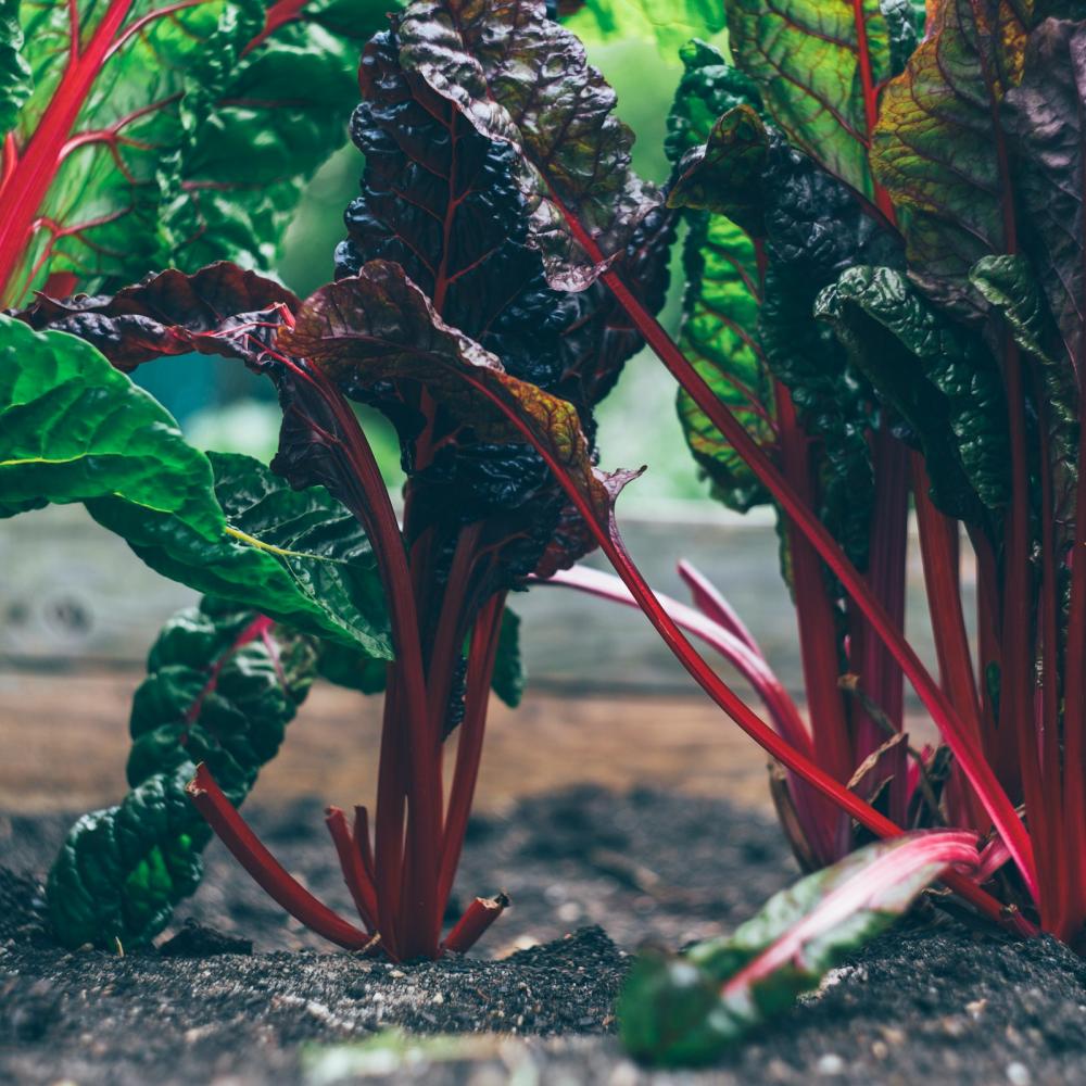growing vegetables create food